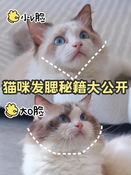 布偶发腮大作战，速变萌系小肥喵