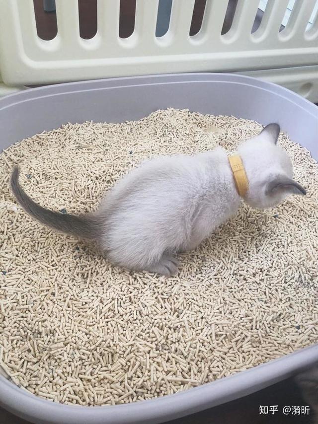 新手养猫 |如何教小猫用猫砂个人经验总结！！