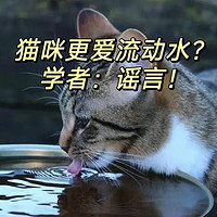 猫更爱喝流动水？半个谣言！