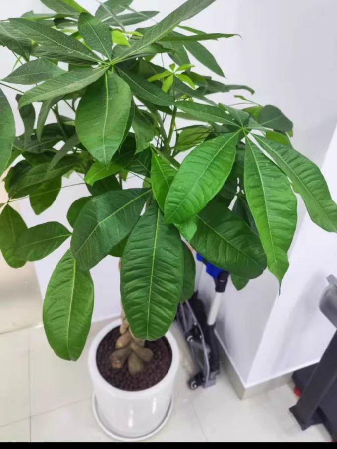 辫子发财树客厅盆栽大型室内绿植招财树办公室乔迁开业落地植物棵