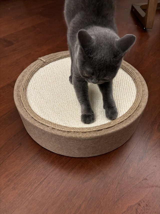 不掉屑的猫抓板猫主子也喜欢