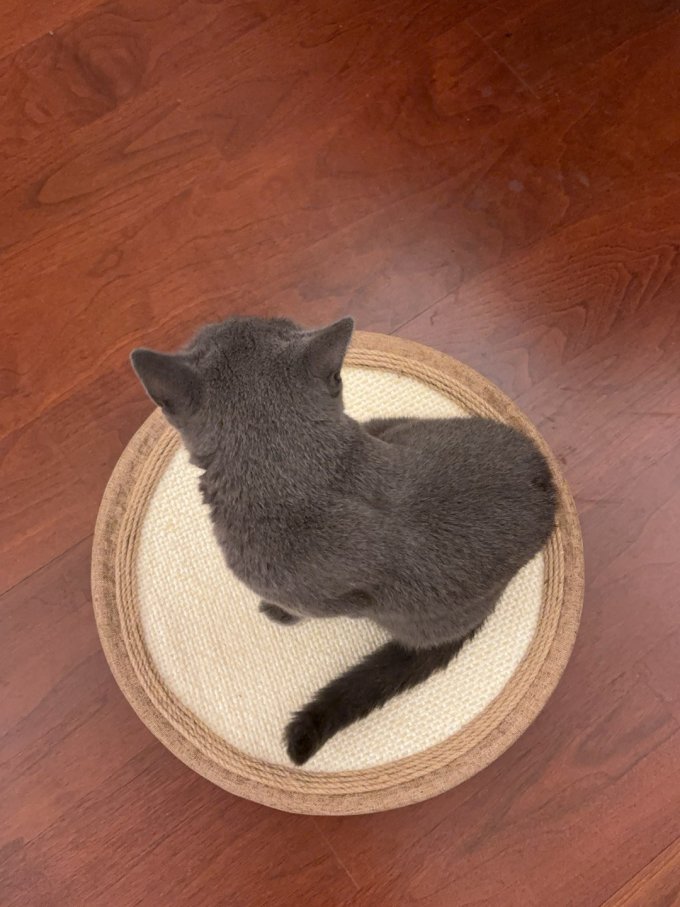 宠袋猫抓板