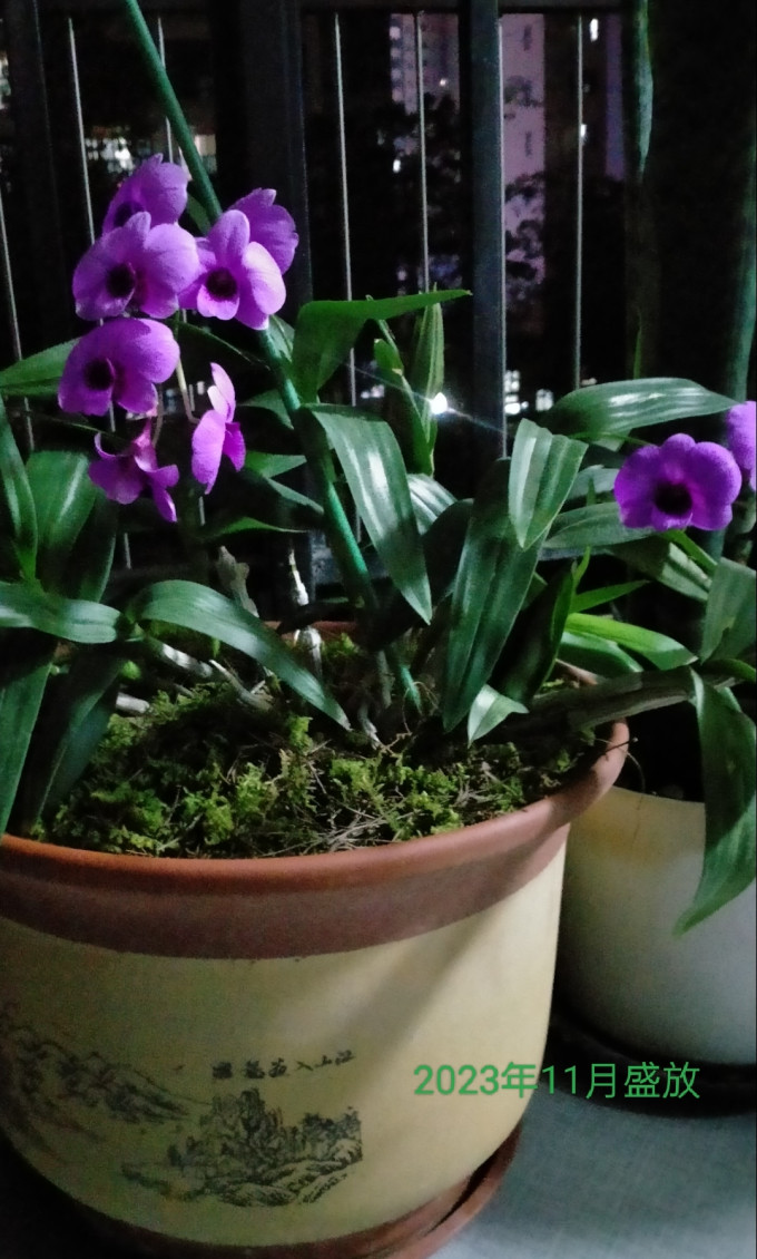 劉閣蘭花盆栽