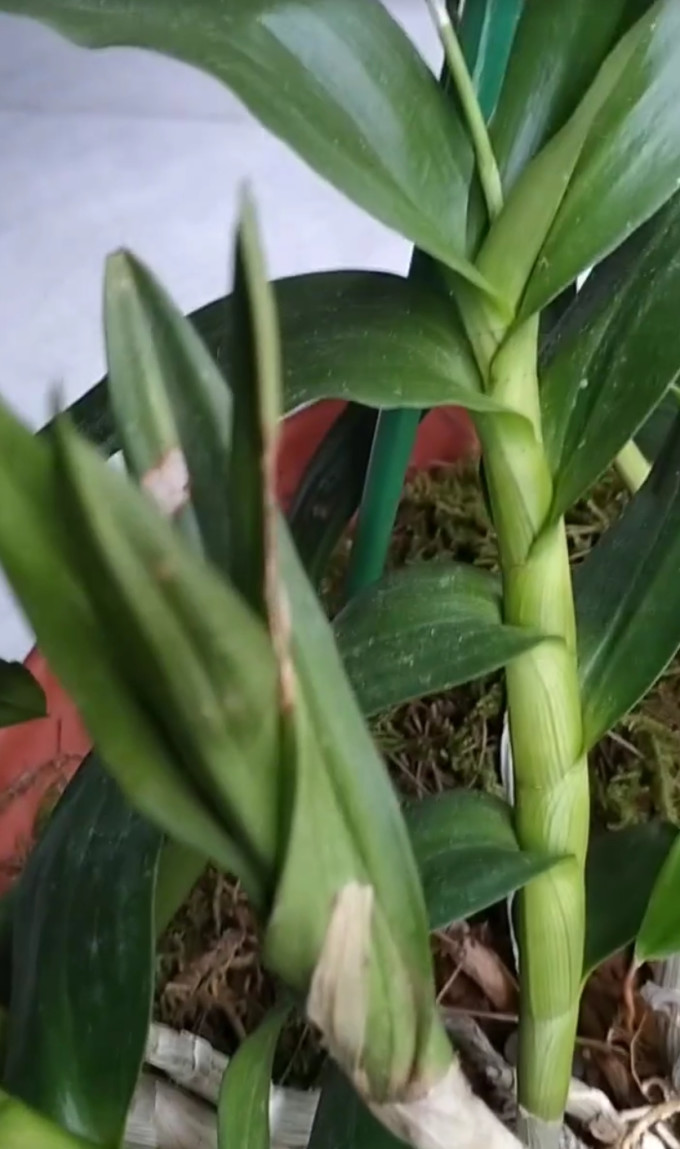 劉閣蘭花盆栽