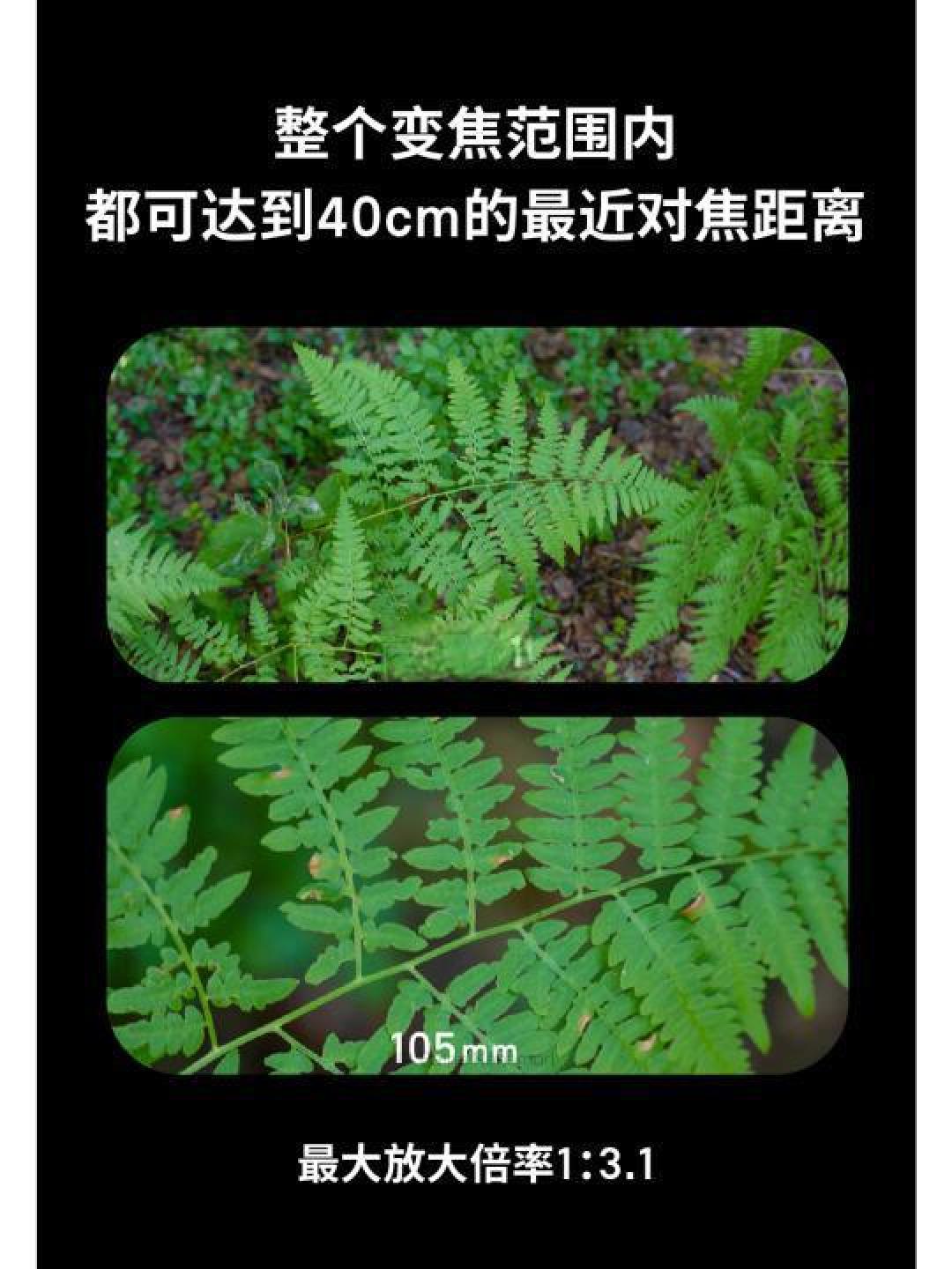 适马28-105mm F2.8镜头全面测评:性能、设计与实战