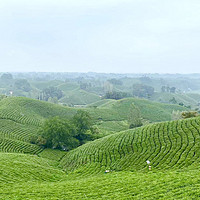 错峰游信阳，30元董家河文新茶园毛尖茶无限续杯！