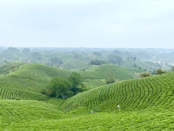 错峰游信阳，30元董家河文新茶园毛尖茶无限续杯！