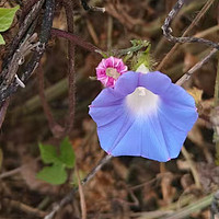 生活不是缺少美 牵牛花很漂亮