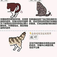 读懂猫咪肢体语言，全方位解析猫咪情感密码