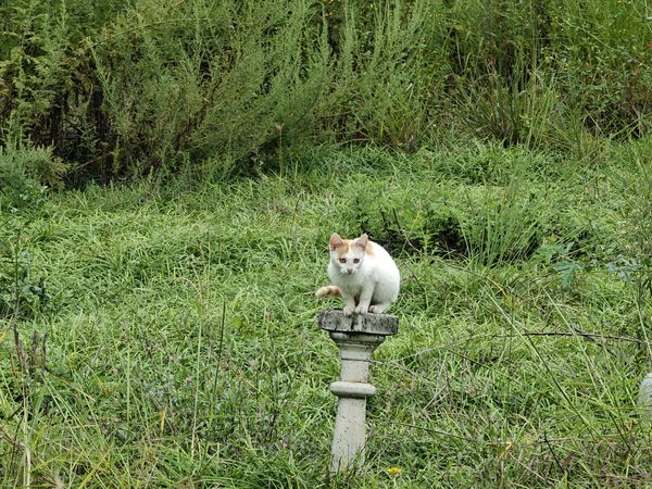 草丛里玩闹的3只流浪猫，叫一声咪咪就全部跑过来了