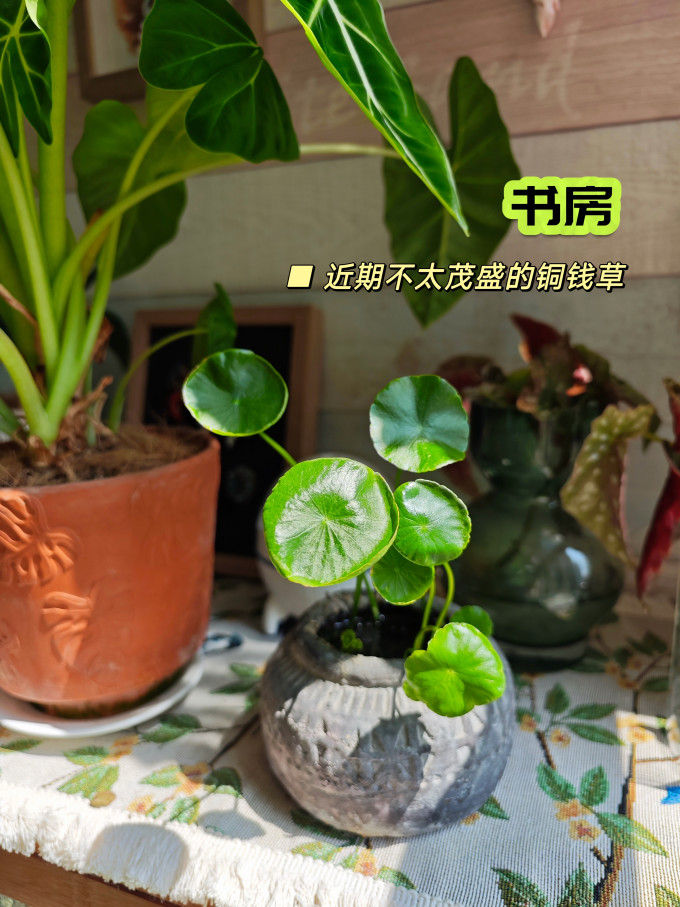 花多多园艺用品