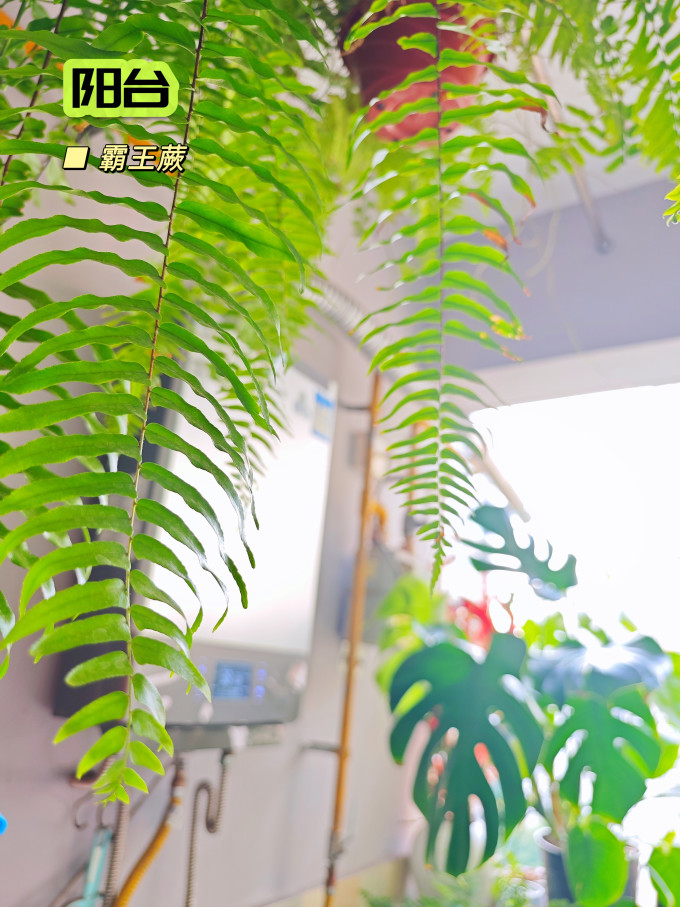 花多多园艺用品
