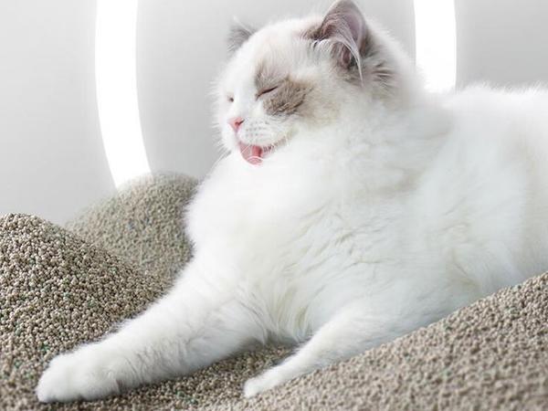 猫砂十大品牌排名，猫砂哪个牌子的好