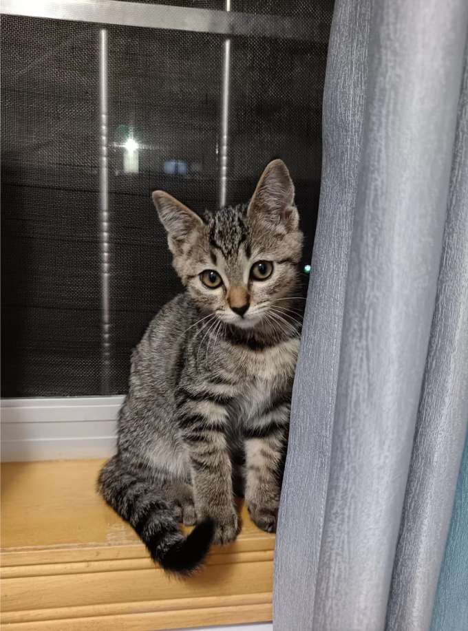 艾萨克猫咪干粮