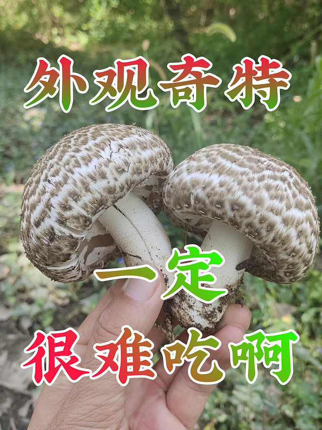 天下奇珍，到底能不能吃？