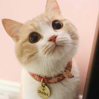 养猫的20个瞬间,说明猫咪真的“很爱你”