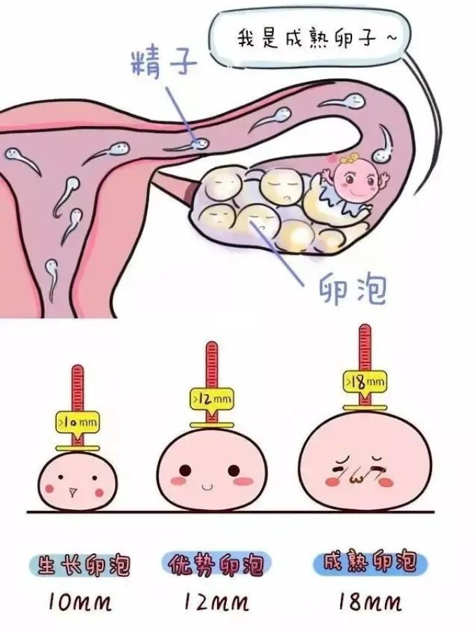 大卫验孕卡