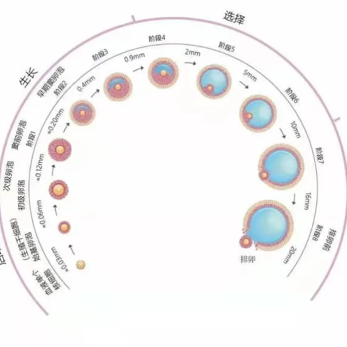 大卫验孕卡