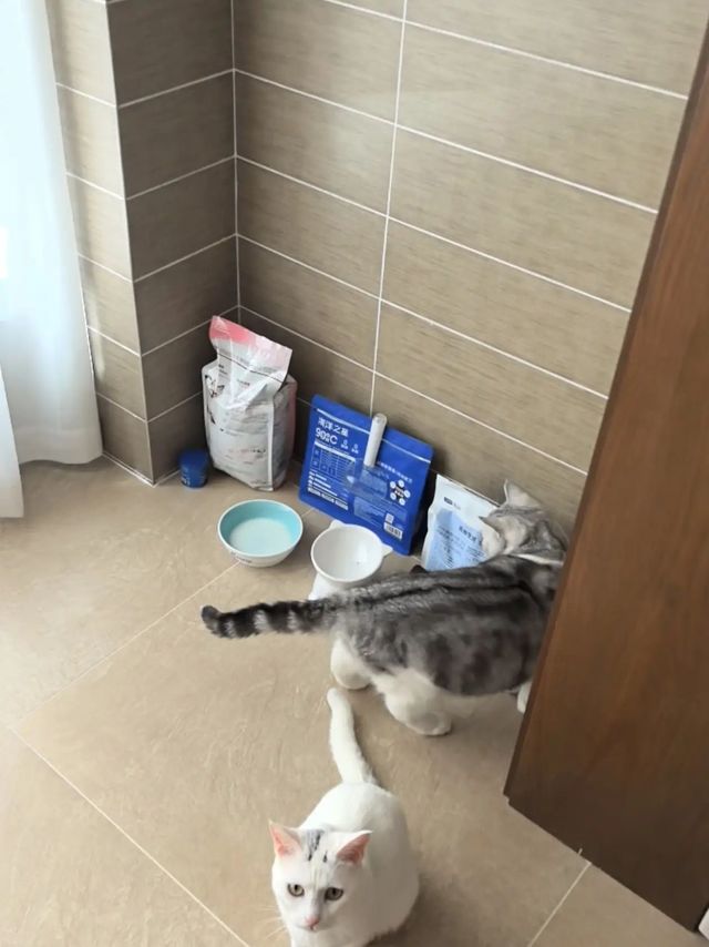 😺 皇家猫粮，专为幼猫设计，口感鲜美，营养均衡，健康成长必备！🐾让你的小猫咪享受顶级饮食！