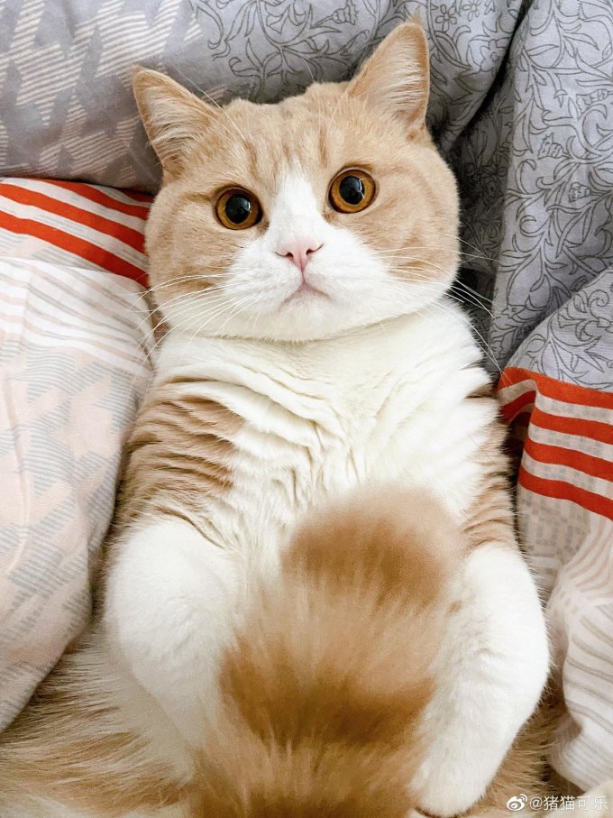 爱肯拿猫咪干粮