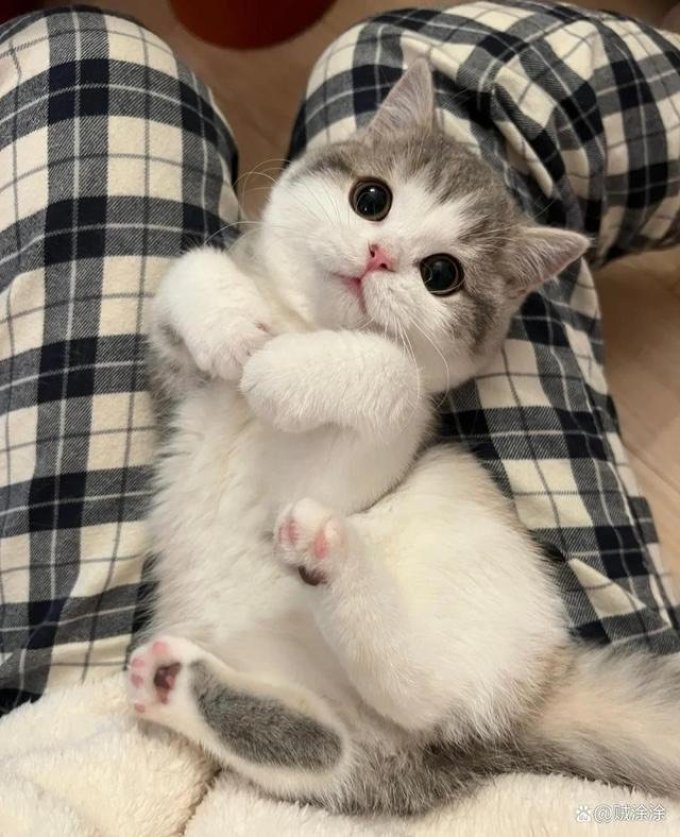 爱它乐其他猫咪玩具