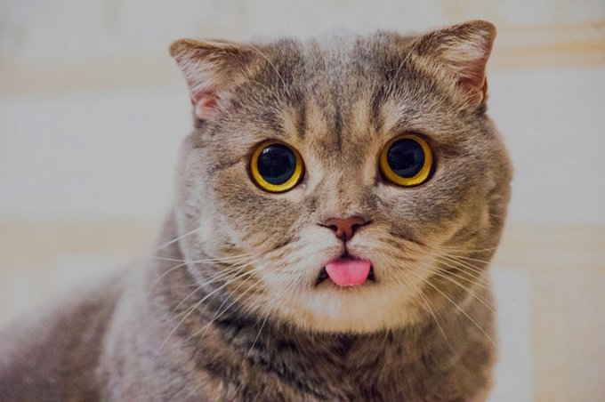 爱它乐其他猫咪玩具