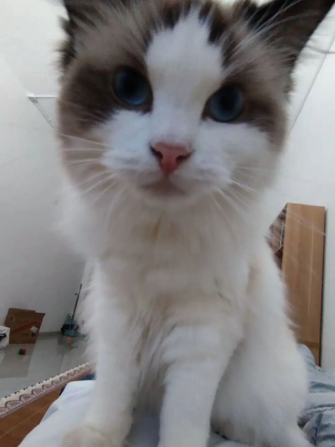 皇家猫咪干粮