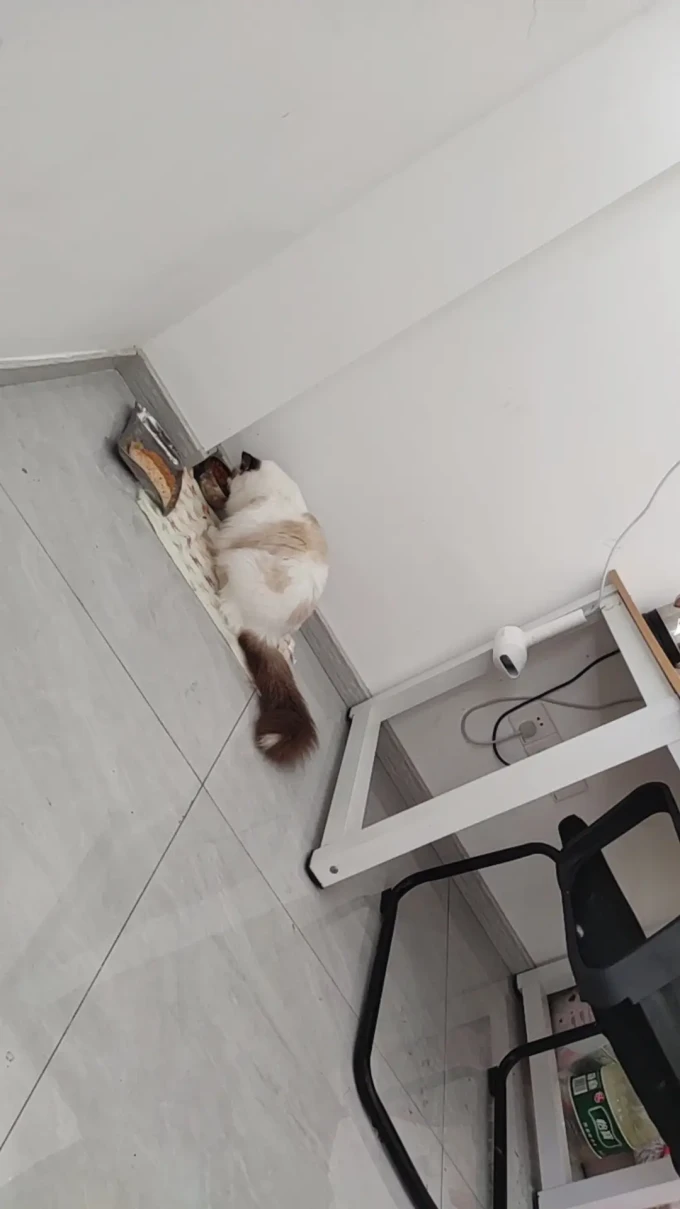 皇家猫咪干粮