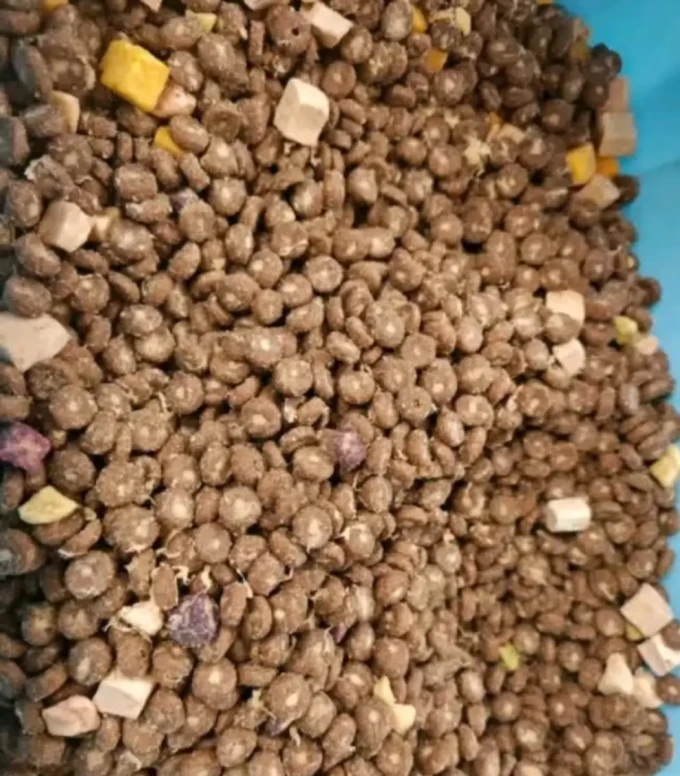诚实一口狗狗干粮