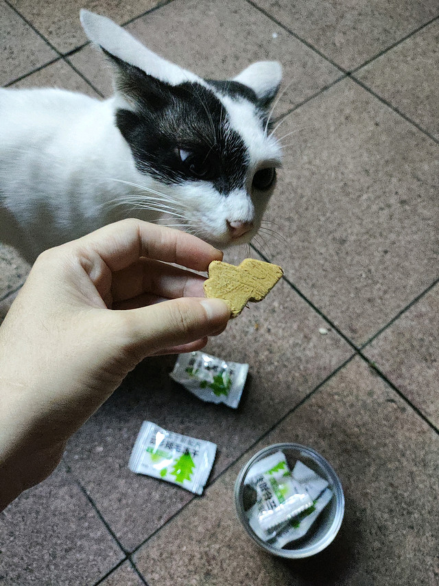 猫猫狂炫，味当家云杉排毛冻干