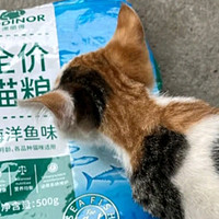 雷米高海洋鱼味猫粮，让猫咪爱上吃饭！