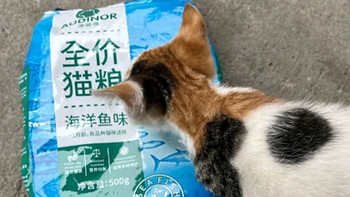 雷米高海洋鱼味猫粮，让猫咪爱上吃饭！