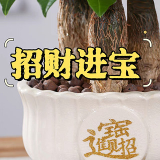 发财树，家居绿植新宠！