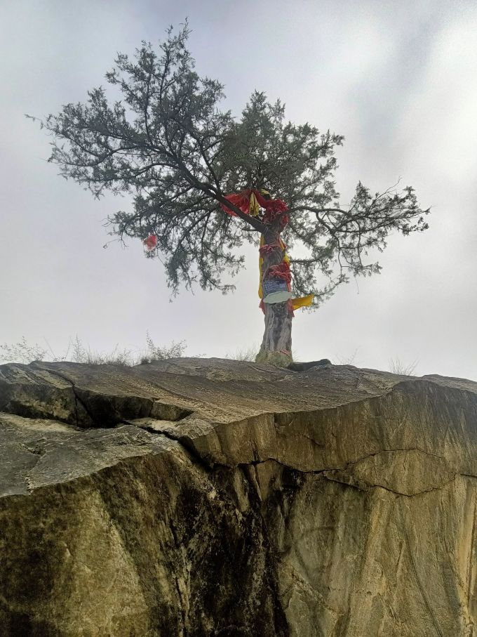 石上柏石头缝里的松树