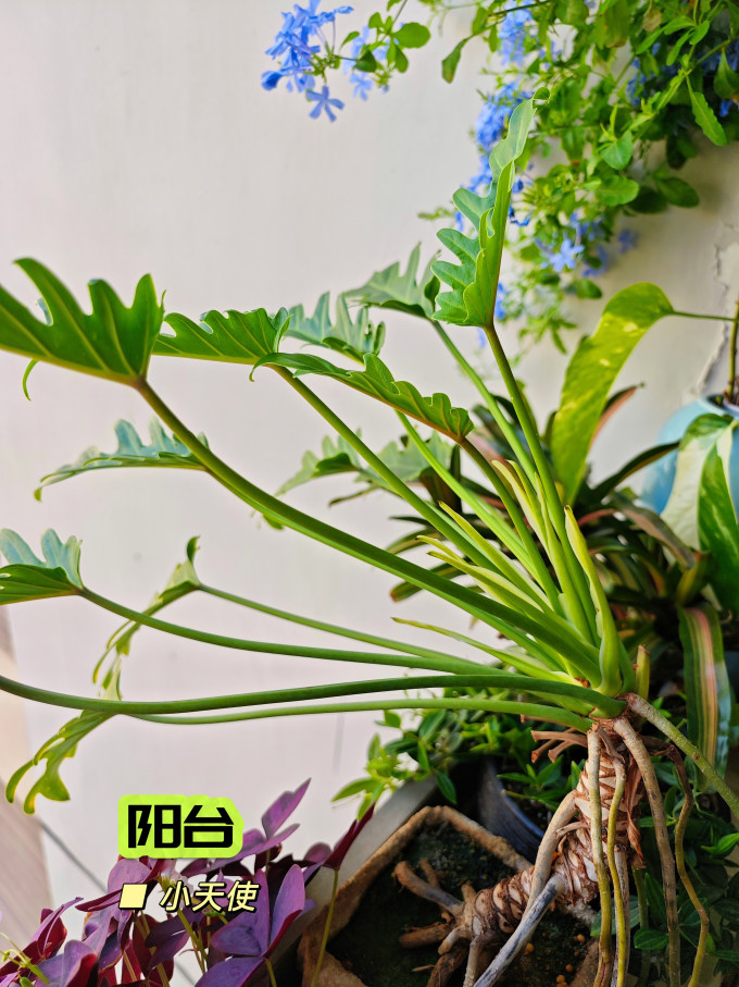 花盆