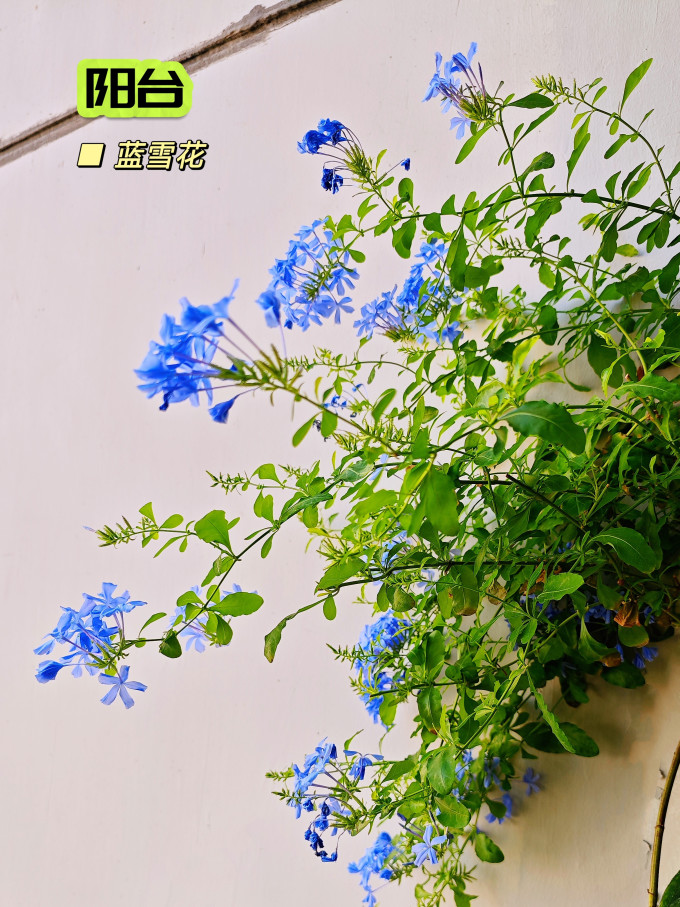 花盆