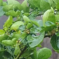 3种花爱淋雨，秋天别急着往家里搬，淋点雨会越长越旺