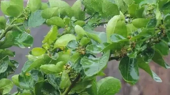 3种花爱淋雨，秋天别急着往家里搬，淋点雨会越长越旺