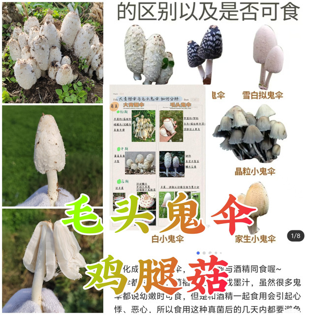 毛头鬼伞，鸡腿菇？
