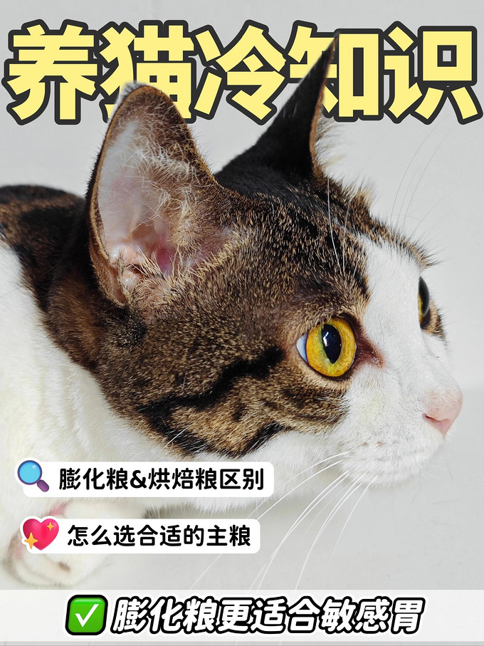 猫咪干粮