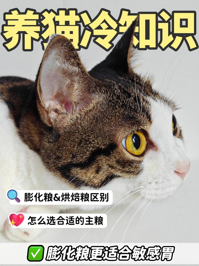 养猫冷知识❄膨化粮更适合敏感胃