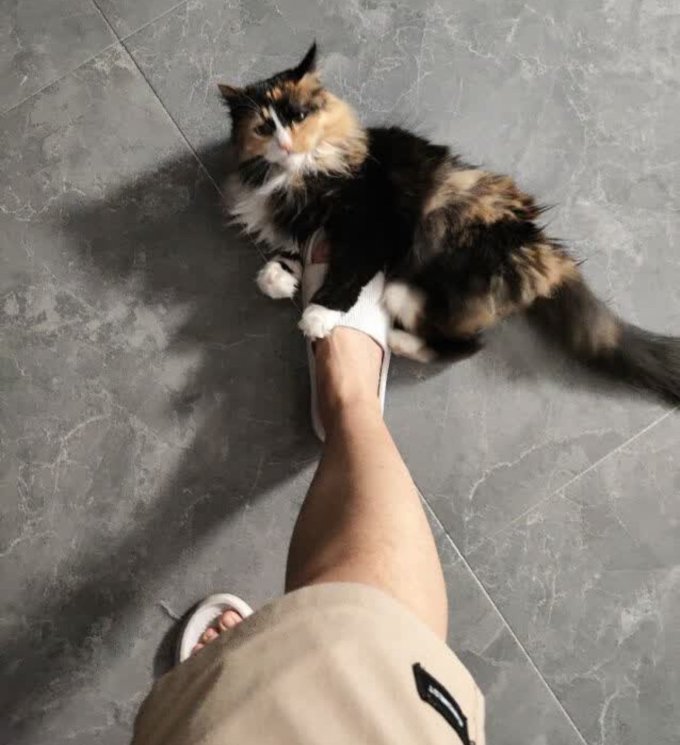 伟嘉猫咪干粮