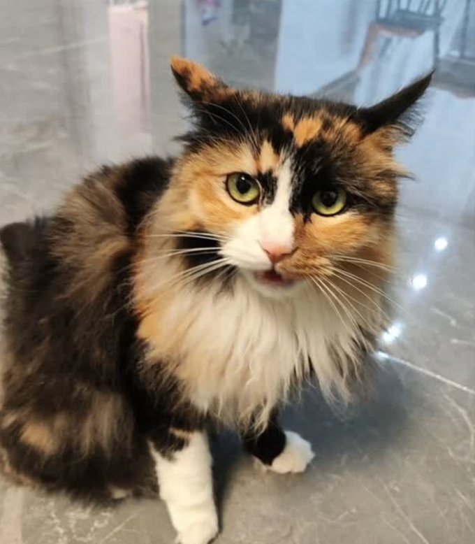 伟嘉猫咪干粮