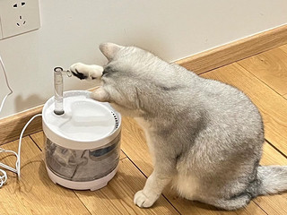 让猫咪爱上喝水：饮水机选购指南