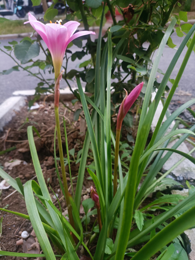 劉閣蘭花盆栽