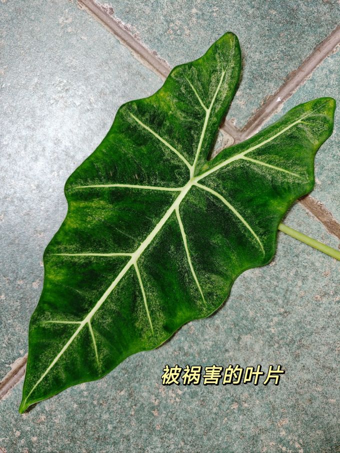 园艺用品