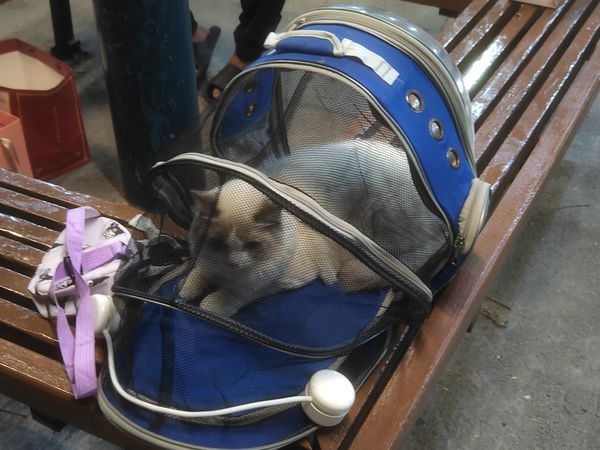 便宜空间大的猫背包