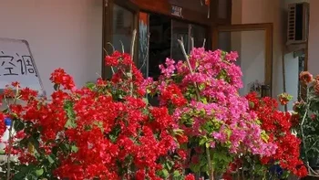 新疆伊宁大盘鸡小店门口，十多盆花争艳，三角梅成最美招牌 