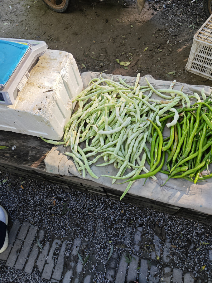 沱沱工社蔬菜