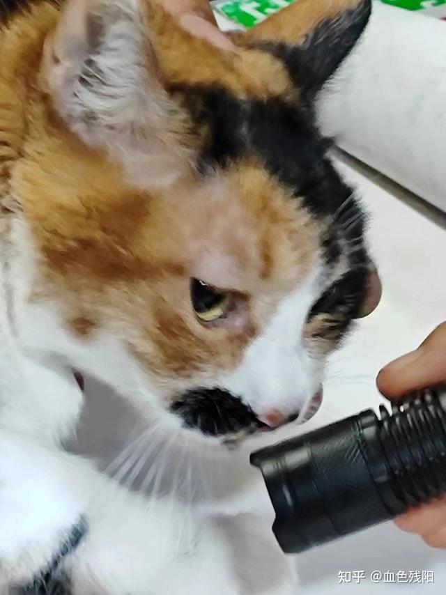 为啥这么多人抵触皇家猫粮？